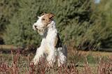 FOX TERRIER 454